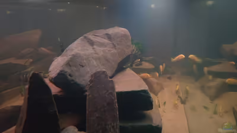 Kopfseite / Perspektive von rechts von Tim Gleichmann (7)