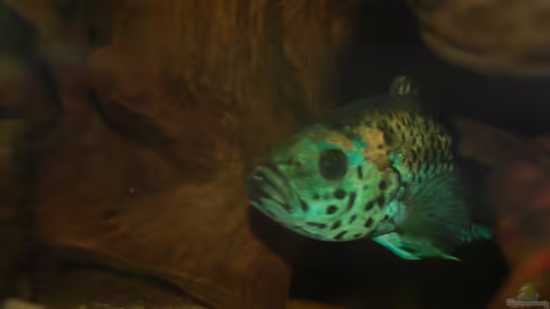 Kopfstudie 7/11 von ml69 (28)