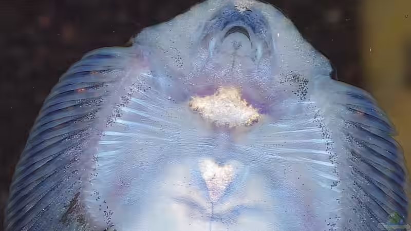 Kopfstudie von Nico NK (35)