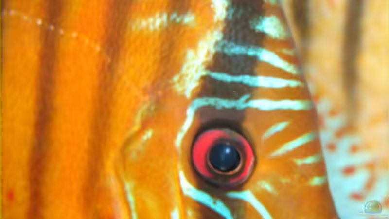 Kopfstudie von Thomas Graf (39)