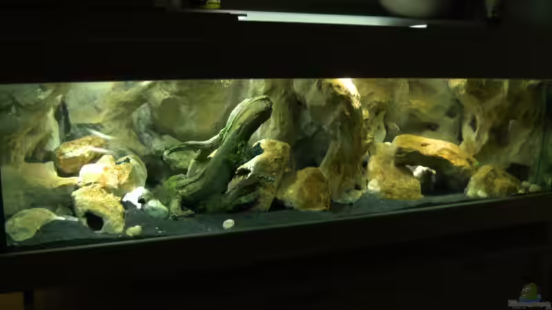 Koplettansicht Oktober 2011 von rayskin (3)