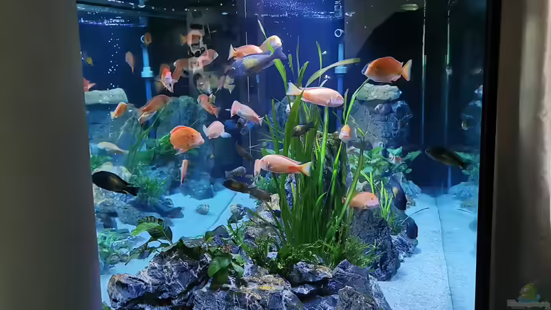 Kopseite des Beckens von Ezi13 (3)