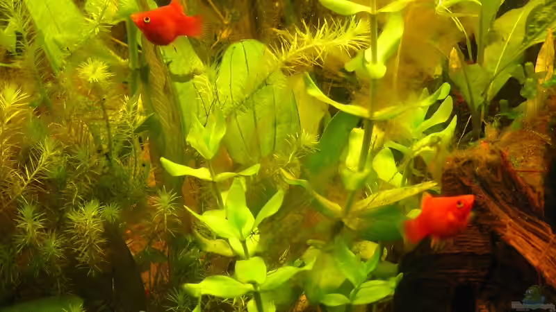 Koral Platy III von TetraMike (28)