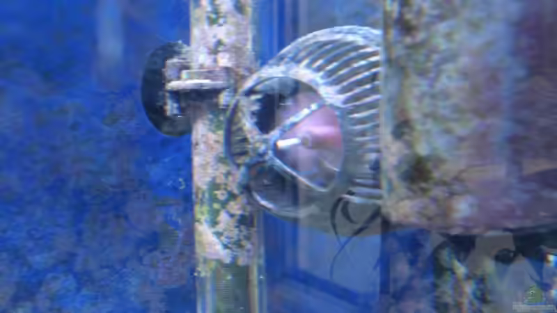 Koralia 4 von enemey (15)