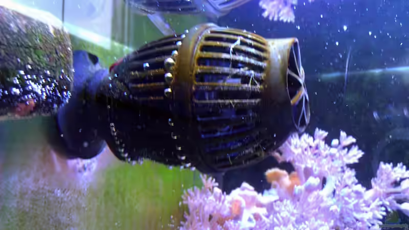 Koralia Nano von snoopy2008 (7)