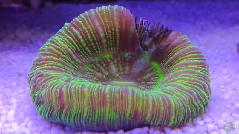 Koralle 1.7 von Martinerft (5)