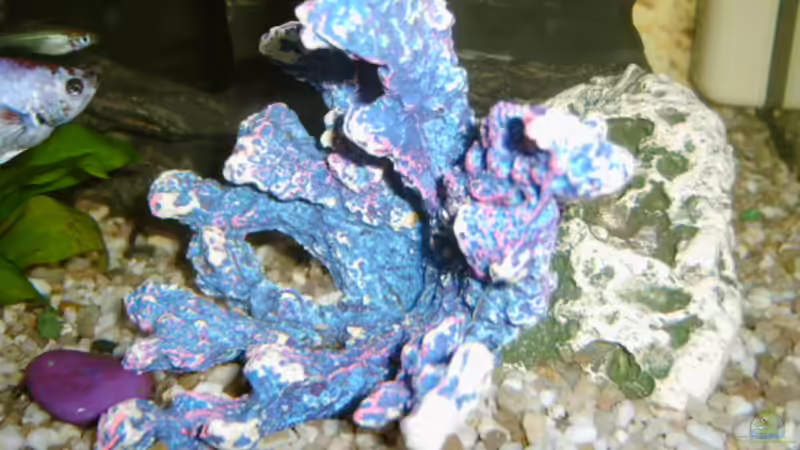 Koralle von Enrico Bergmann (11)