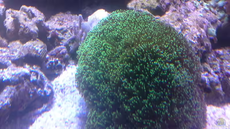 Korallen 2.4 von Martinerft (2)