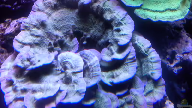 Korallen 3.2 von Martinerft (3)