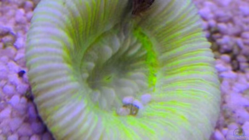 Korallen 3.5 von Martinerft (6)