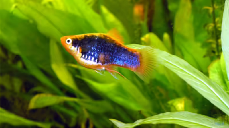 Korallen-Tuxedo-Mix-Platy von Fossybear (34)