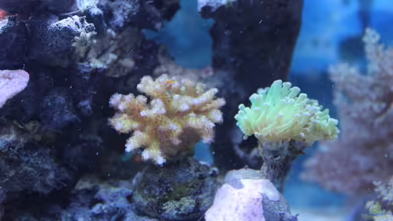 Korallen von Jane Vogeler (41)