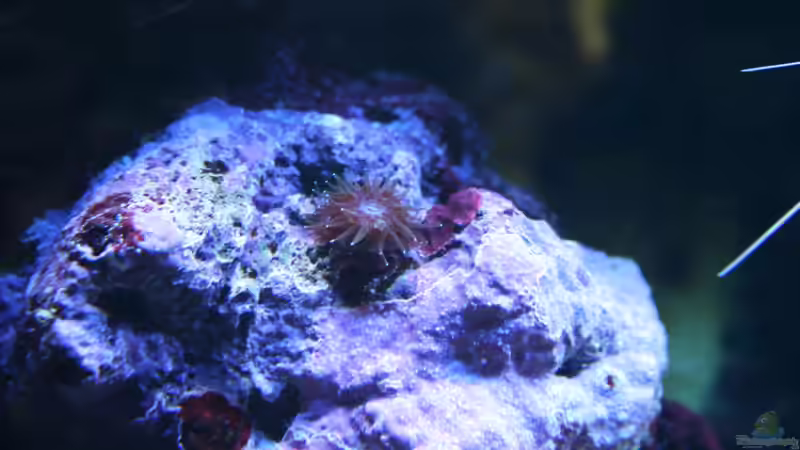 Korallenanemone von Susanne Axt (25)