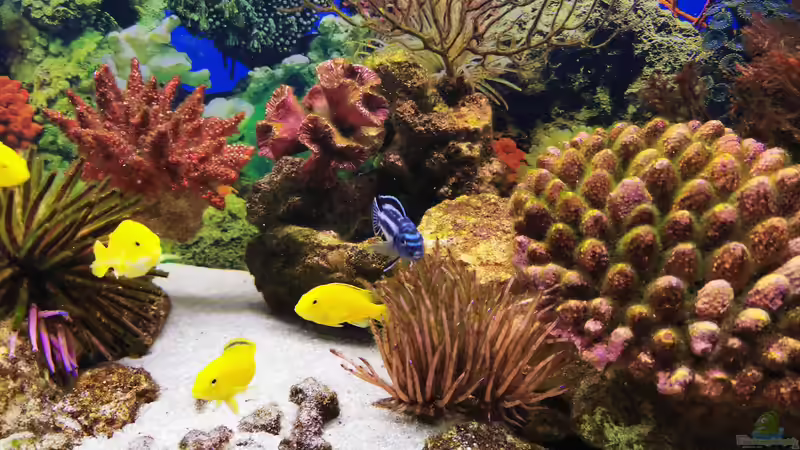 Korallenblock von Ukulele (4)