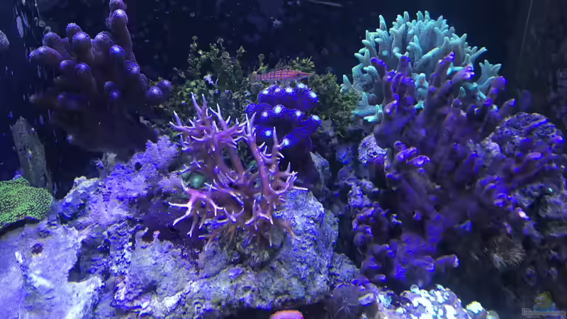 Korallengarten von Tim1979 (2)