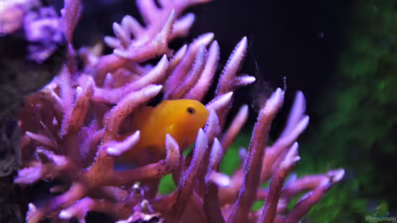 Korallengrundel in hystrix von Thomas S-H (24)