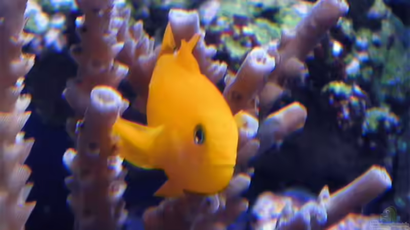 KorallenGrundel NICHT MEHR IM BECKEN von .uschi (47)