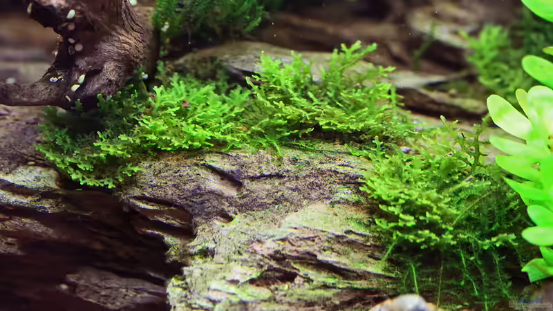 Korallenmoos auf Ohko Rock von Dirk F. (10)