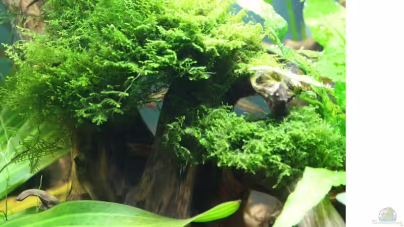 Korallenmoos und Funkensalmler von Apistofan (22)