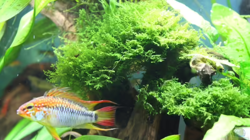 Korallenmoos und Macmasteri Männchen von Apistofan (20)