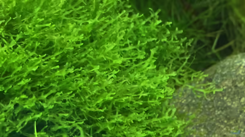 Korallenmoos von DavidK31 (4)