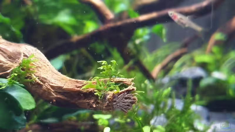 Korallenmoos von Romano E (21)