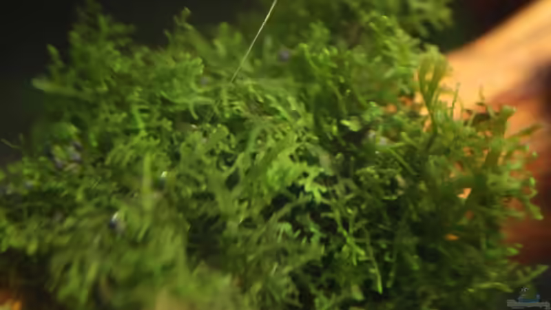 Korallenmoos von StefanE. (6)