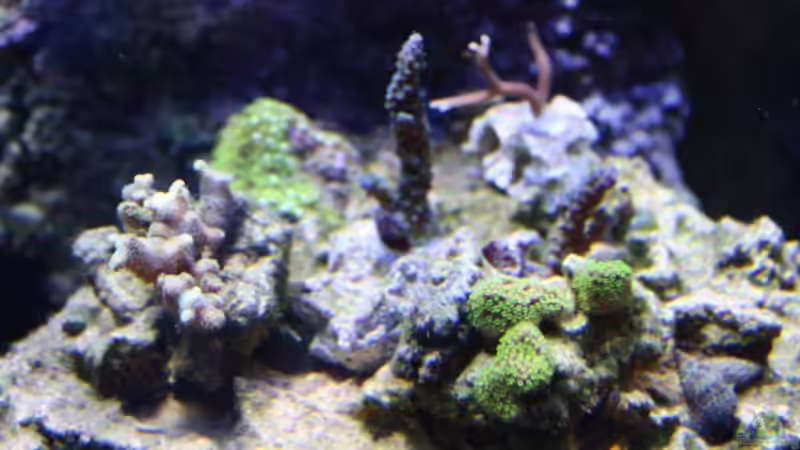 Korallenplateau 15.09.2009 von Stephan Ascher (29)