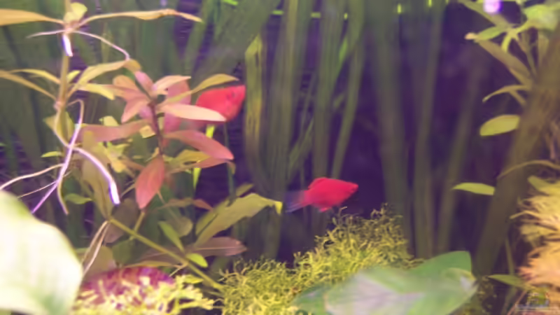 Korallenplaty Männchen und Weibchen von Sebastian Seibold (16)