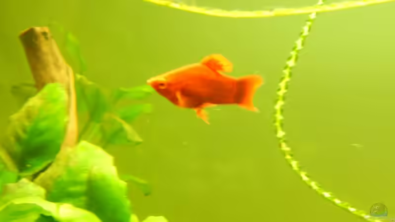 KORALLENPLATY von Heinz Von B1 (31)