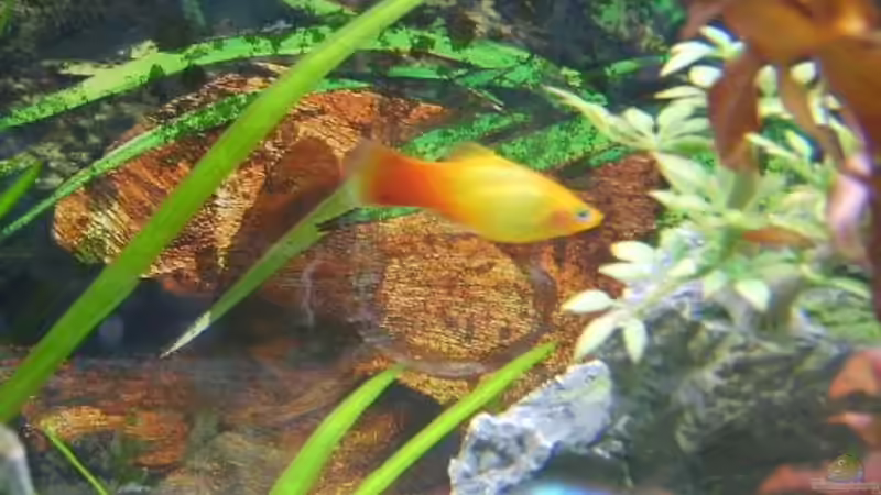 Korallenplaty von Rocky (13)