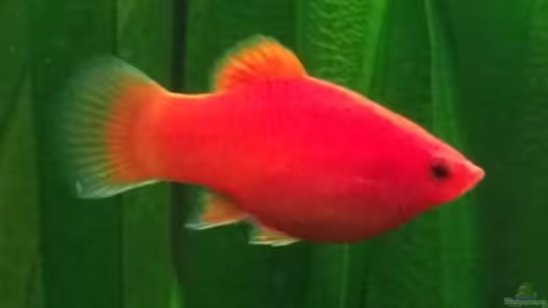 Korallenplaty w von FAT (7)