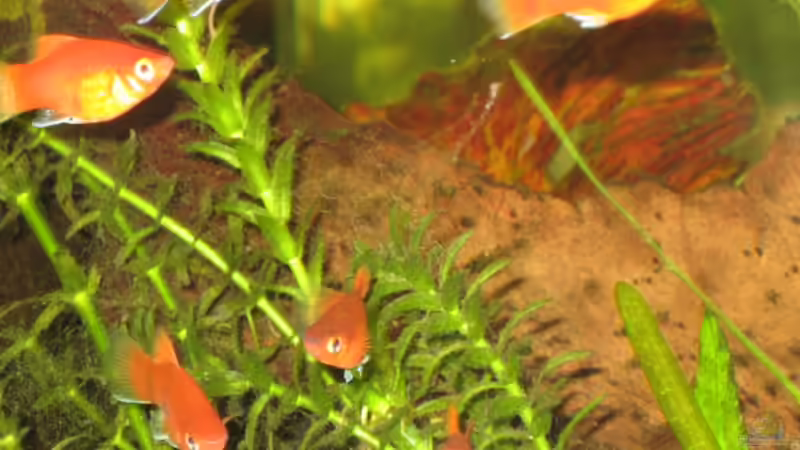 Korallenplaty´s von malawigome (16)