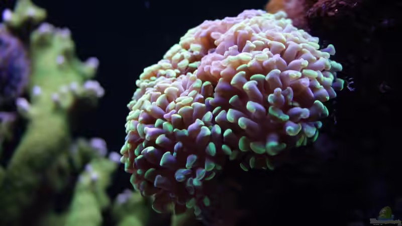 Korallenwachstum im Aquarium verbessern: Ein umfassender Leitfaden für Hobby-Aquarianer