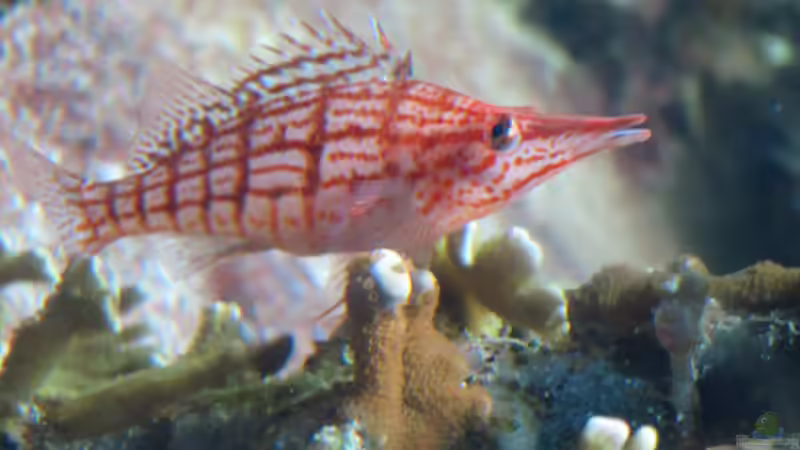 Korallenwächter - Faszinierende Symbiosebewohner im Riffaquarium