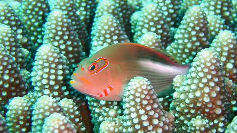 Korallenwächter - Faszinierende Symbiosebewohner im Riffaquarium