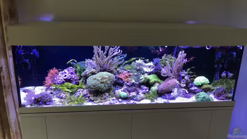 Korallenzucht im Aquarium - Die Herausforderung für erfahrene Meerwasseraquarianer