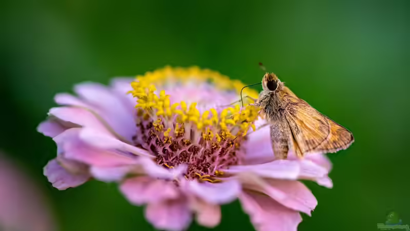 Korbblütler - Die größte Pflanzenfamilie im Garten verstehen und erfolgreich nutzen