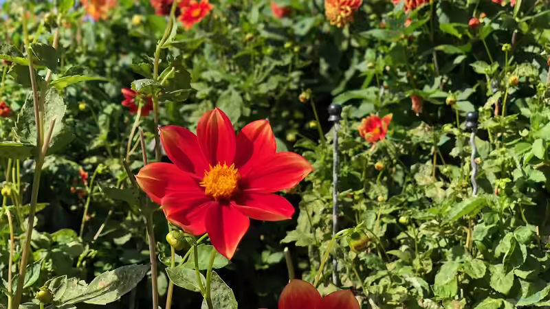 Korbblütler - Die größte Pflanzenfamilie im Garten verstehen und erfolgreich nutzen