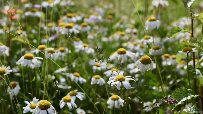Korbblütler - Die größte Pflanzenfamilie im Garten verstehen und erfolgreich nutzen
