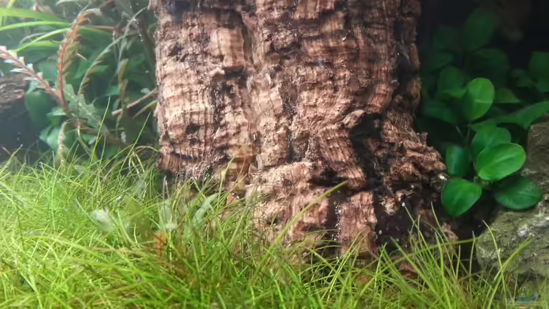 Kork-??ste von Marcel Reiter (17)