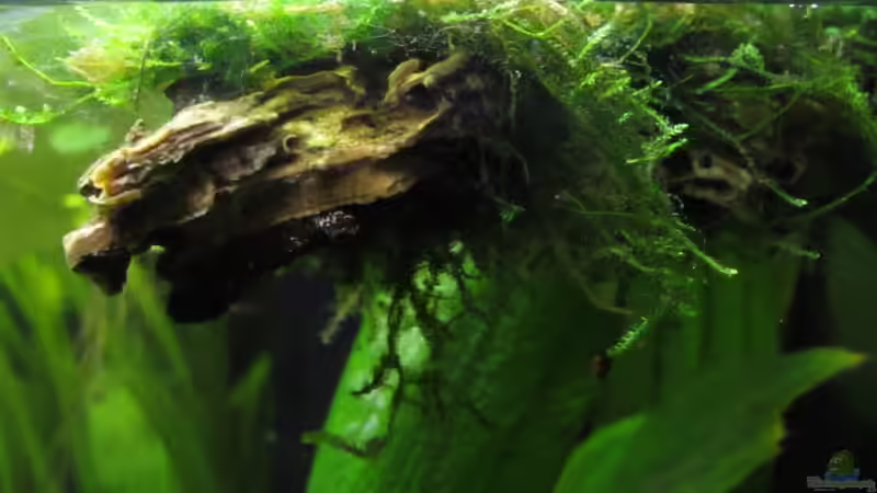 Korkeichestück mit Javamoos von Stefan Peter (16)