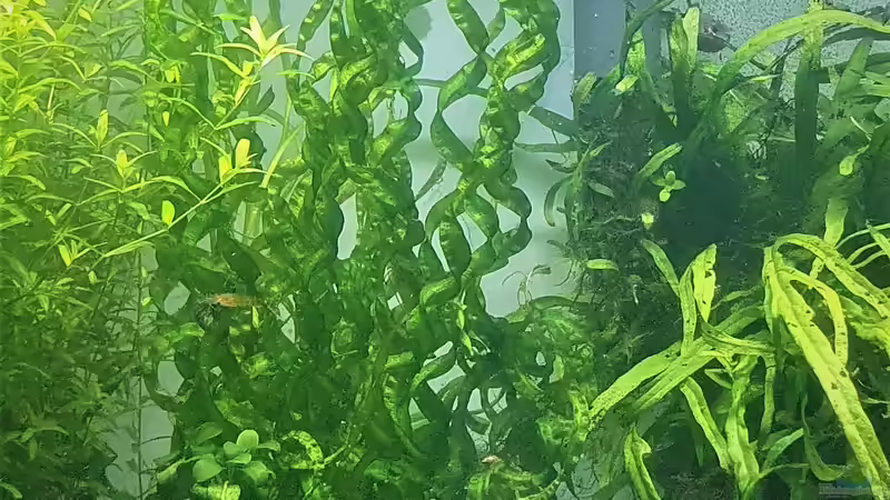 Korkenzieher Schwertpflanze/Echinodorus vesuvius von piet (3)