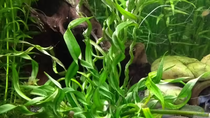 Korkenzieher Schwertpflanze von Stephy (12)