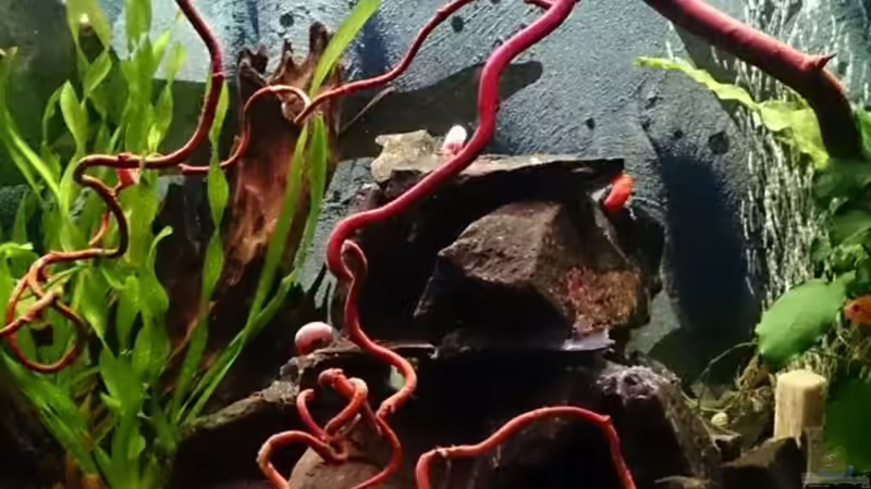 Korkenzieherhasel-Ast  von Miss Kasimir (22)