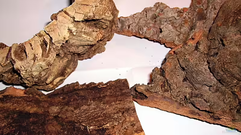 Korkrinde im Terrarium - Natürliche Struktur, Funktion und Gestaltungsmöglichkeiten