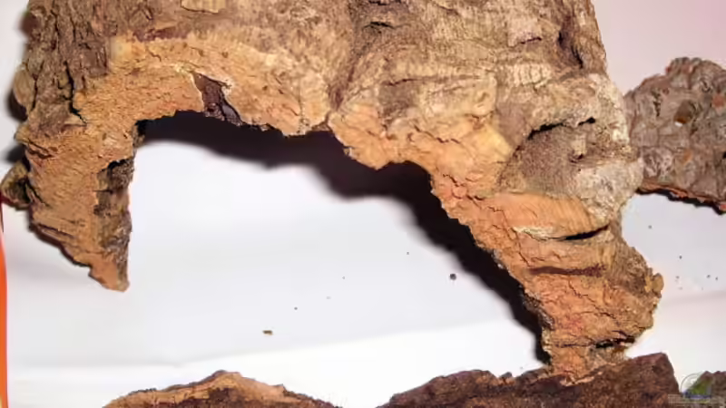Korkrinde im Terrarium - Natürliche Struktur, Funktion und Gestaltungsmöglichkeiten