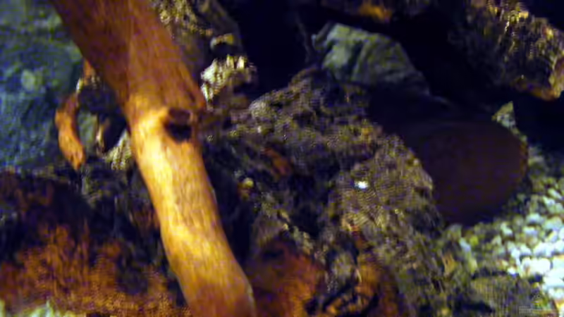 Korkrindenhaufen unter rechter Großwurzel von Falk (42)