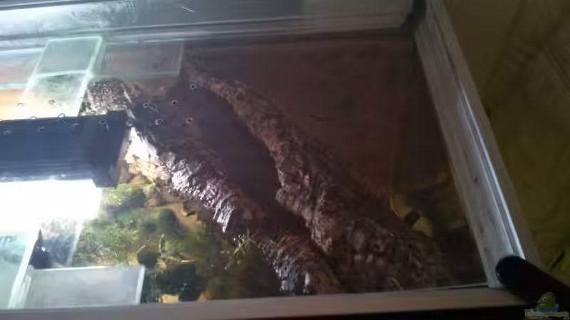 Korkröhre an ihrem Platz .2 von AquaTobi90 (21)