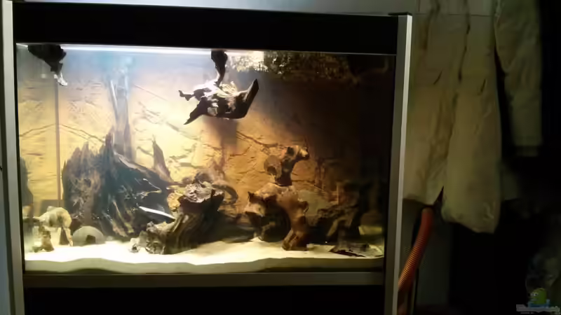 Korkröhre an ihrem Platz ,wenn das Hornkraut wuchert ,gibt es auch oben drei Zonen für die Fische  von AquaTobi90 (37)